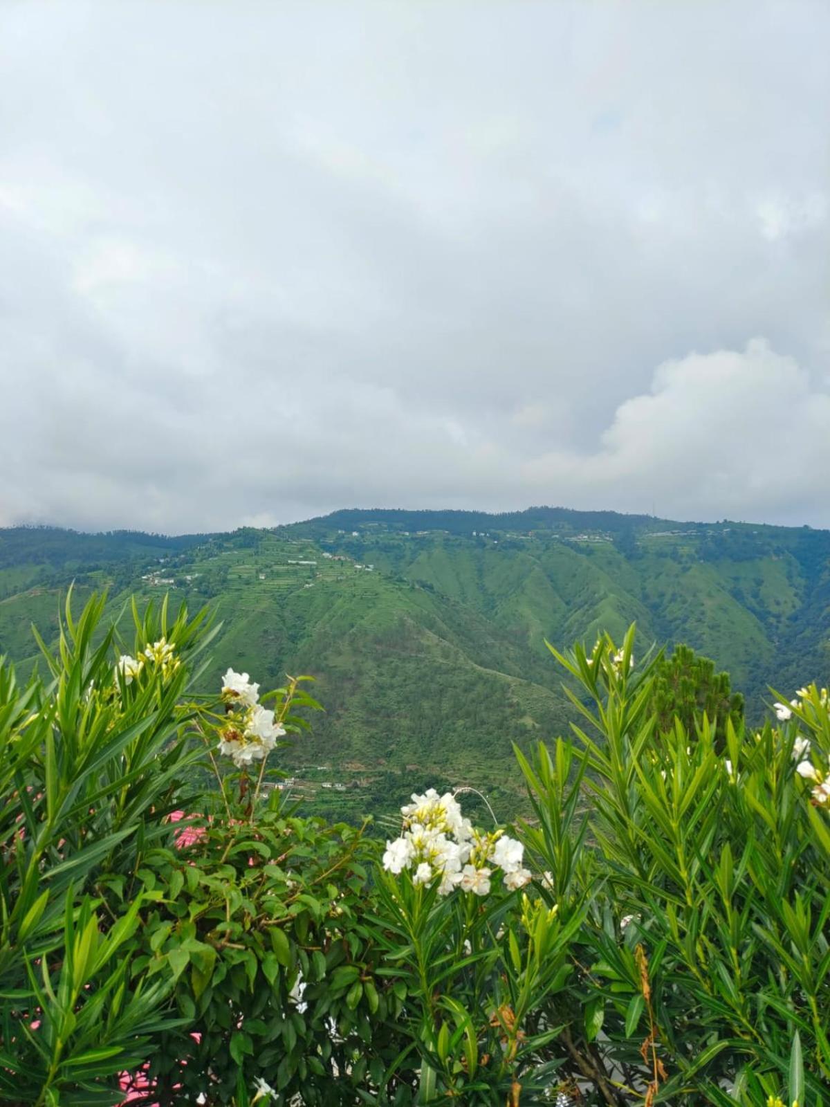 Little Heart Resort Chail Ngoại thất bức ảnh